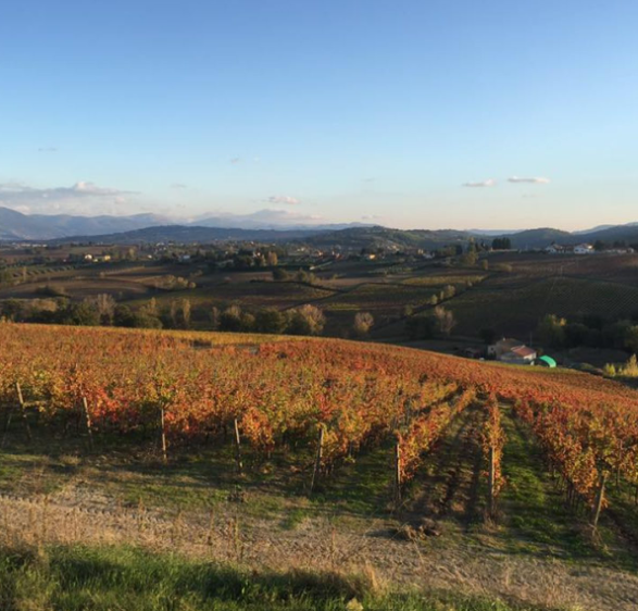 Vigneti dell'azienda agricola