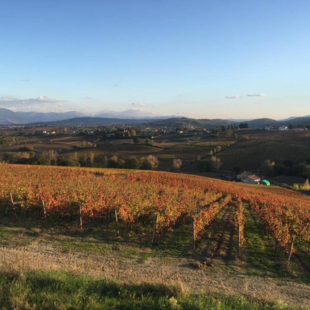 Vigneti d'autunno in Umbria
